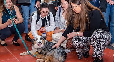 De la zoothérapie a permis aux participants et participantes de rencontrer de sympathiques thérapeutes canins
